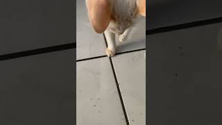 Cat Interrupts Ant Colony During Mealtime