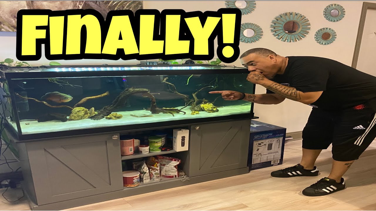 Image showcasing BEST AQUARIUM set up for LARGE OSCAR CICHLIDS - YouTube