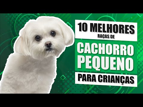 As 10 melhores raças de cachorro pequeno para quem tem crianças - Parte 1 - É o Bicho!