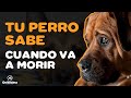 7 SEÑALES DE QUE TU PERRO VA A MORIR