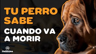 7 SEÑALES DE QUE TU PERRO VA A MORIR