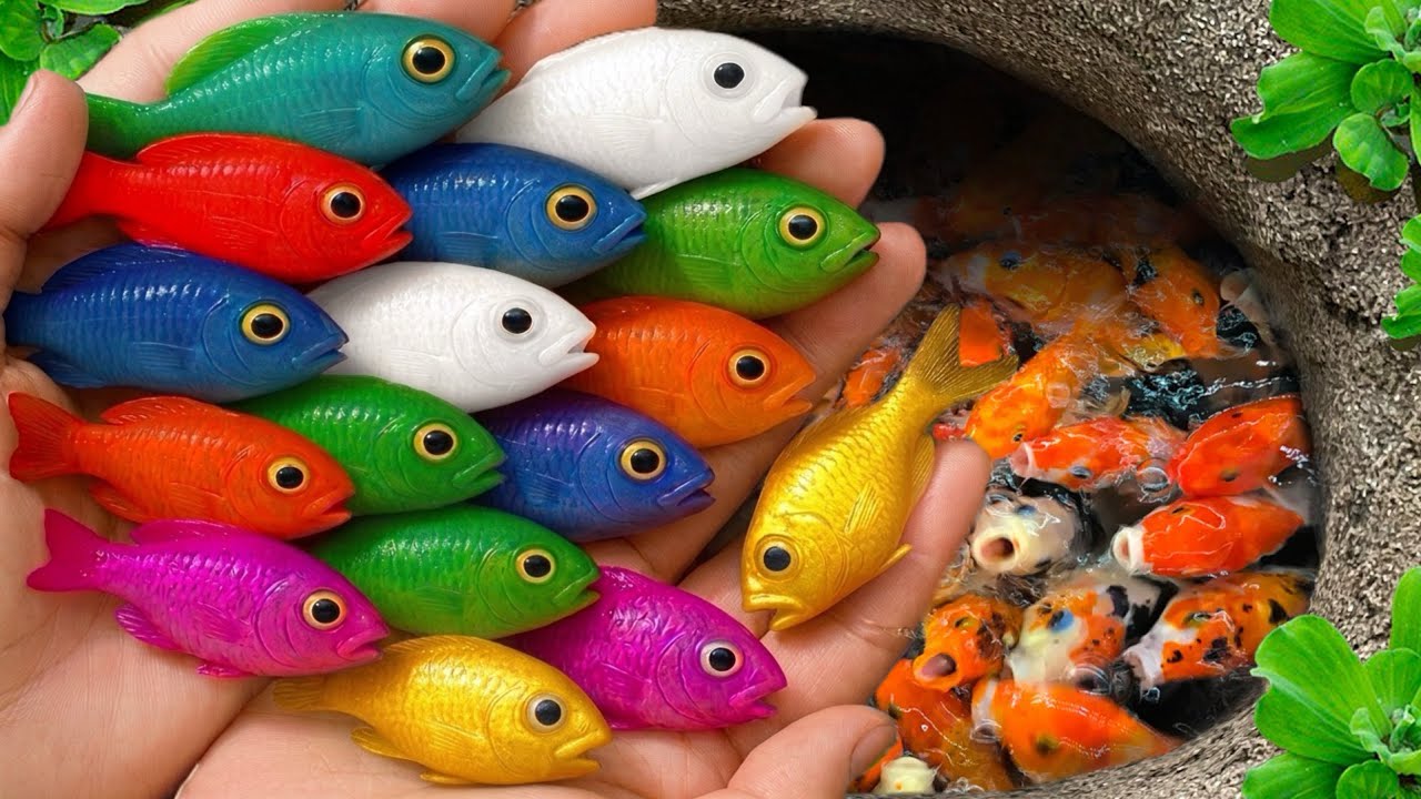 Catch beautiful aquarium fish in small pond baby turtles, eel, koi, tadpole, nemo fish, cute fish 🐠🐬