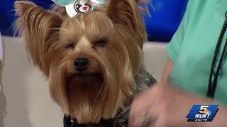 Pet Partners Raising Awareness Ahead Of National Therapy Animal Day Next Week