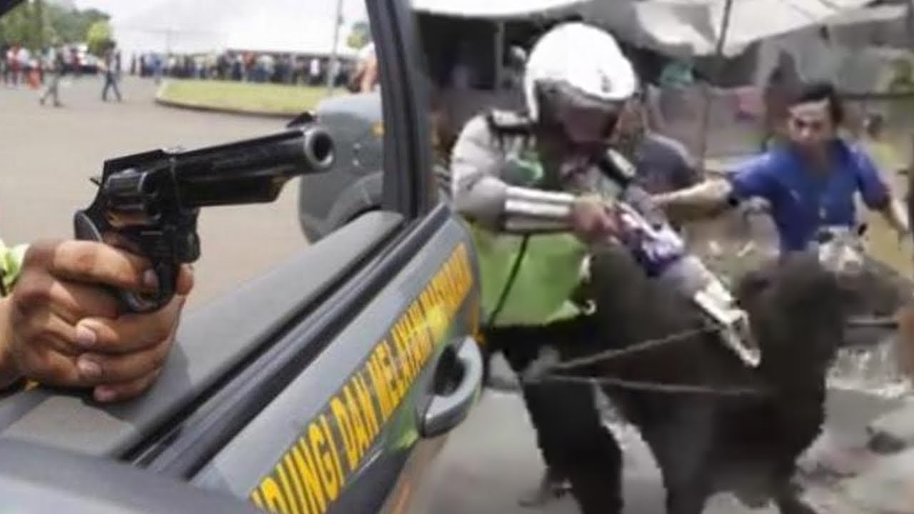 Jinakkan Sapi Ngamuk, Polisi di Medan sampai Todongkan Pistol - YouTube