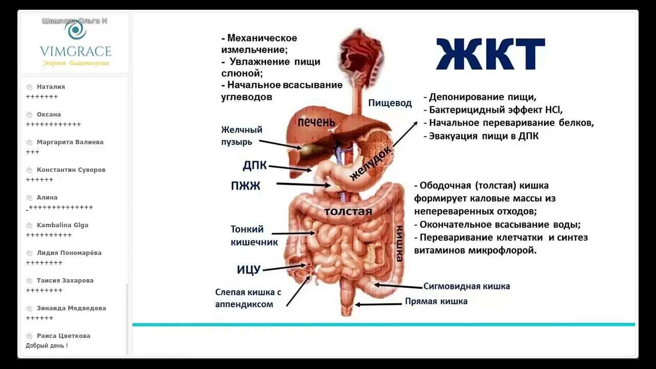 Схема кишечного тракта человека. Желудочно-кишечный тракт человека анатомия. Строение желудочно-кишечного тракта. Анатомическое строение желудочно-кишечного тракта.