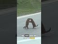 Marmot catches his friend red-handed eating his di.. 💀