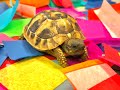 Kazie the Kindergarten Tortoise