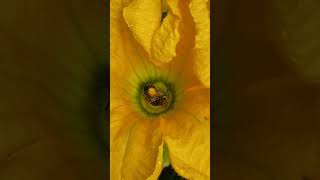 Native Bees Pollinating Squash Flower