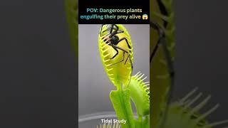 These Plants EAT Meat 😱🌿 | Venus Flytrap & Sundew in Action
