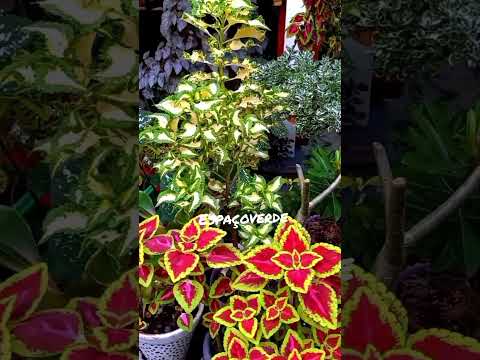 Vídeo: As plantas Coleus têm flores - Informações sobre a floração das plantas Coleus