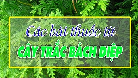 ĐIỆN BIÊN - Các bài thuốc từ cây Trắc bách diệp | Vị thuốc quanh ta