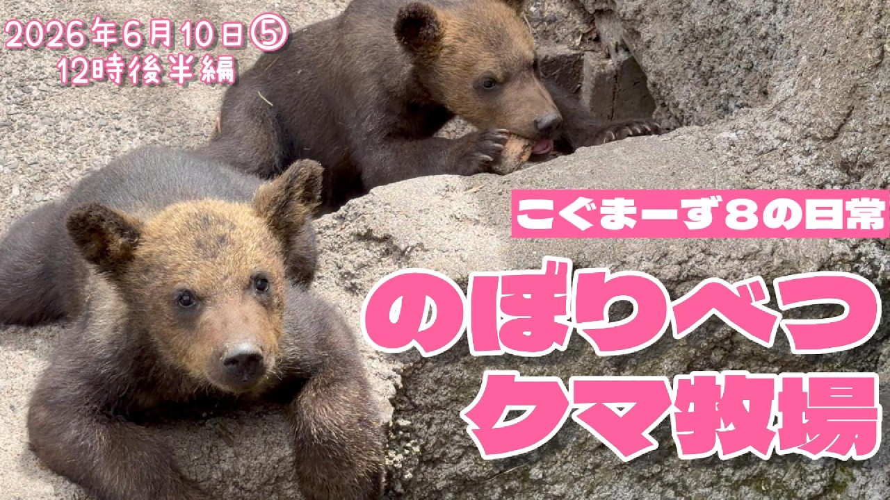 くまこページ 2026/06②】こぐまーずの日常⑤12時後半編 - YouTube