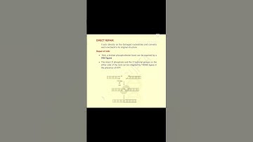 Thumbnail of DNA Repair System 2