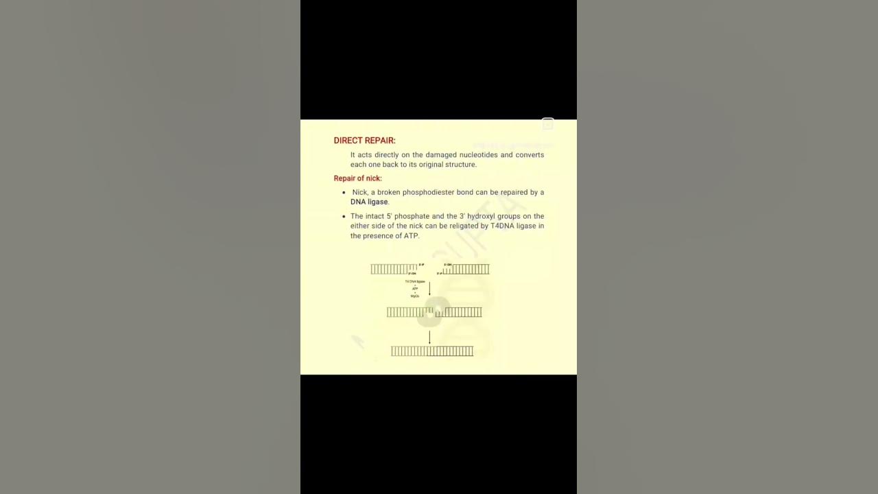 DNA Repair System 2 DNA Repair System 2