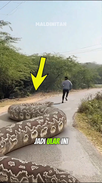 SEBESAR APA ULAR TITANOBOA ?