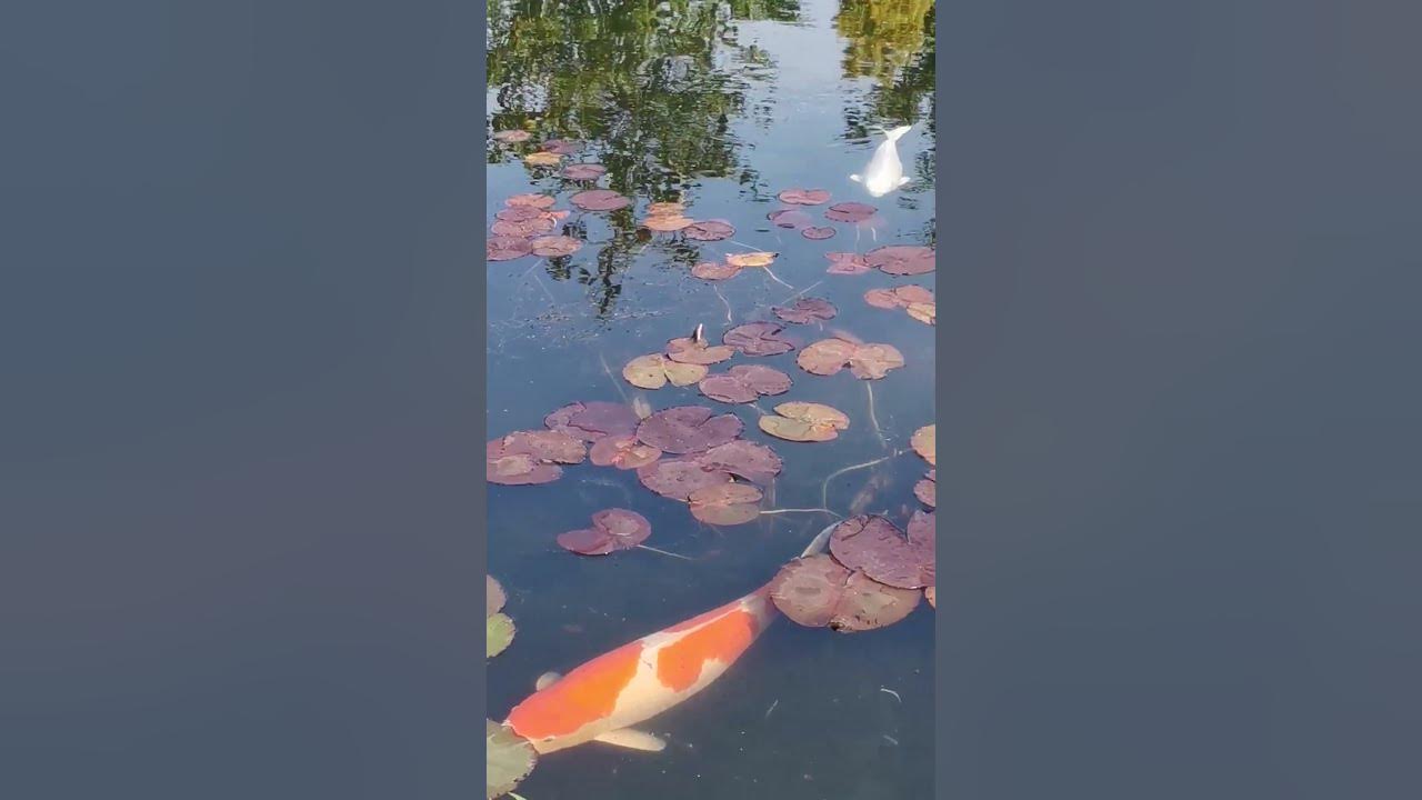 Kois im Teich YouTube