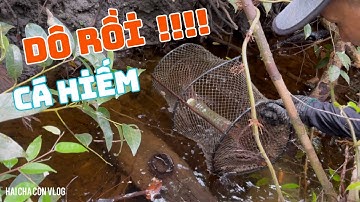 Thăm L Trúng Ngay Bầy Cá Hiếm Và Ổ Cá Lóc Quá Đã| Jungle Fish Trap