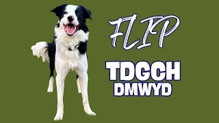 Flip: TDGCH (Trick Dog Grand Champion title) DMWYD