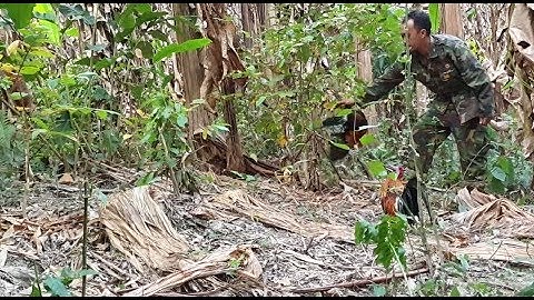 hunting dib qaib qus tuaj zoo heev 2020 daim 01