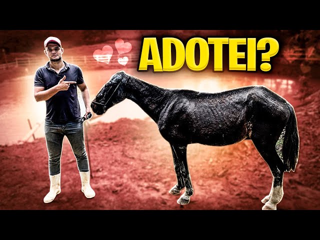 A saga de Chapado, cavalo abandonado e ferido, adotado no interior