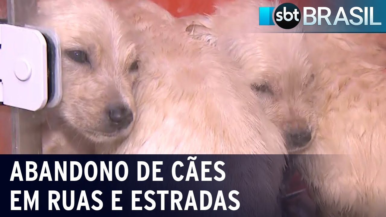 Abandono de cães em ruas e estradas continua recorrente no Brasil | SBT Brasil (21/01/23)