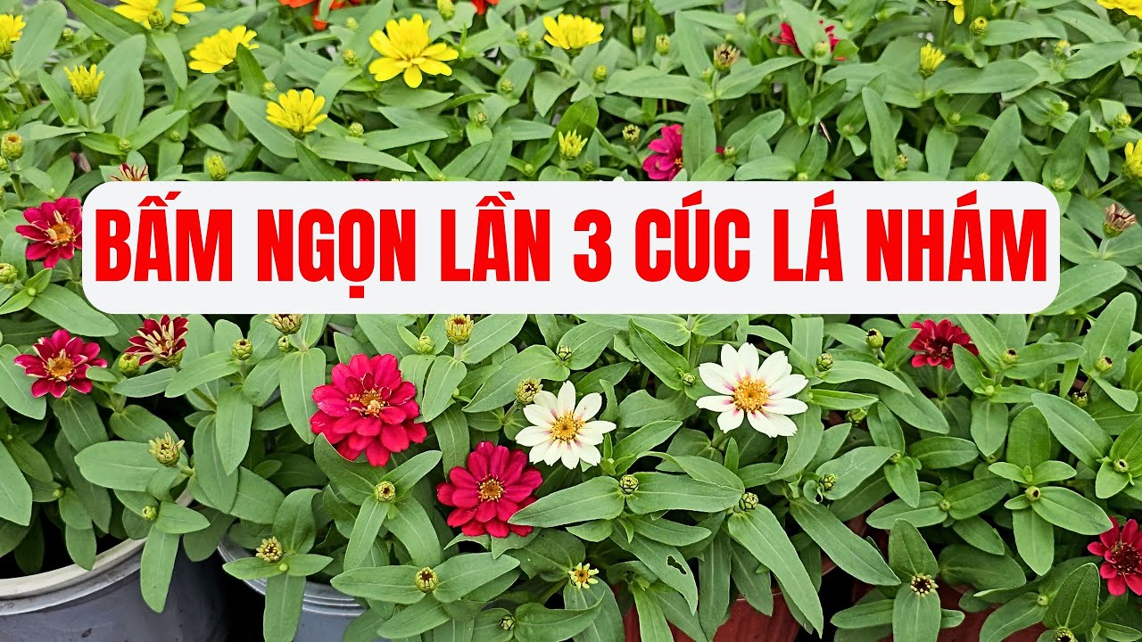 Cúc Lá Nhám/ Bấm ngọn lần 3 / How To Grow Zinnia From Seeds