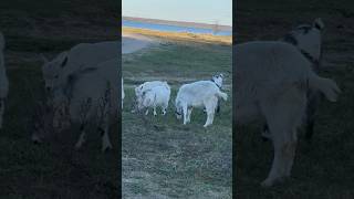 Rediscovered: Chernobyl Goats Return To The Wild