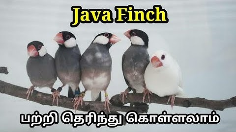 Know All Information About JAVA FINCH in தமிழ்