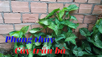 Ý Nghĩa Phong Thủy Cây Trầu Bà - Cây dễ trồng, làm cảnh Rất Đẹp