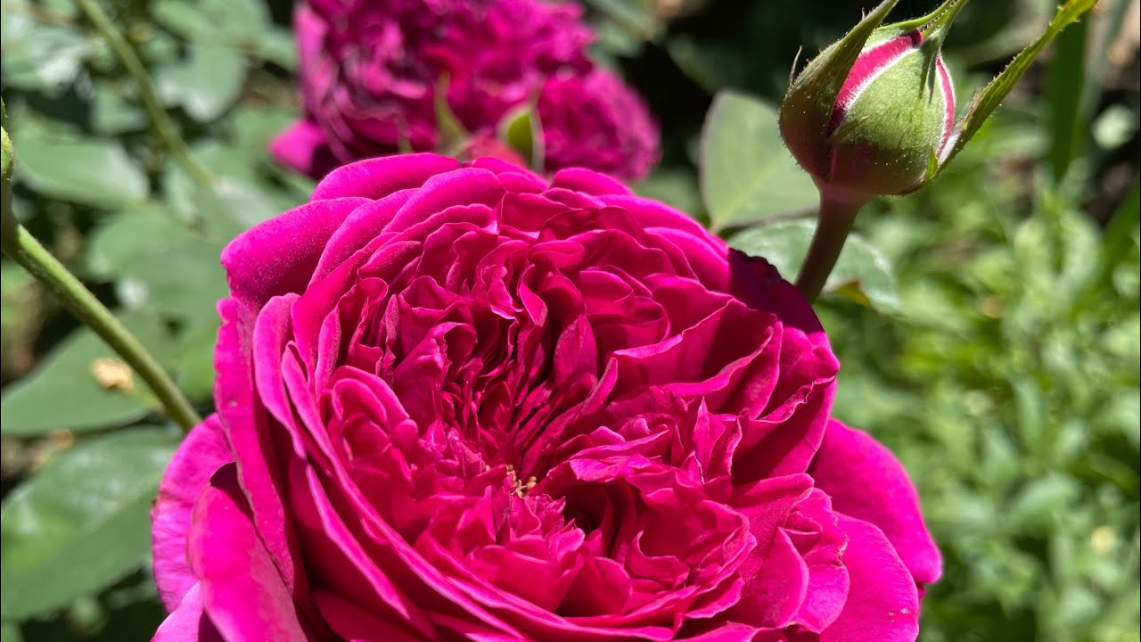 Топ 10 червоних троянд,хто любить Вам сюди #троянди #садівництво 