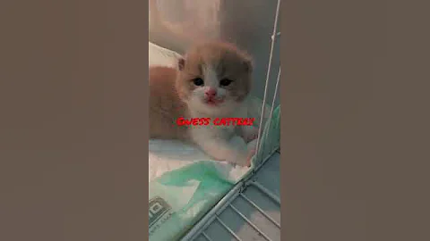 Watch the video about Kitten BSH bicolor lilac #british #bsh #britishshorthair #bri #kitten #kittens #cat #cats #kucing