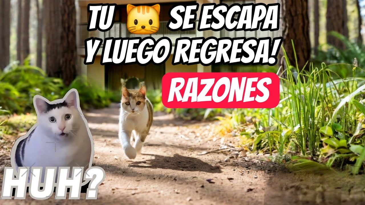 ¿Por qué mi gato se escapa?📰 Guía para mantenerlo a salvo en casa" 🐈⬛🏠