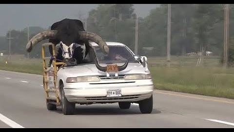 Bull named ‘Howdy Doody’ riding shotgun on Nebraska highway