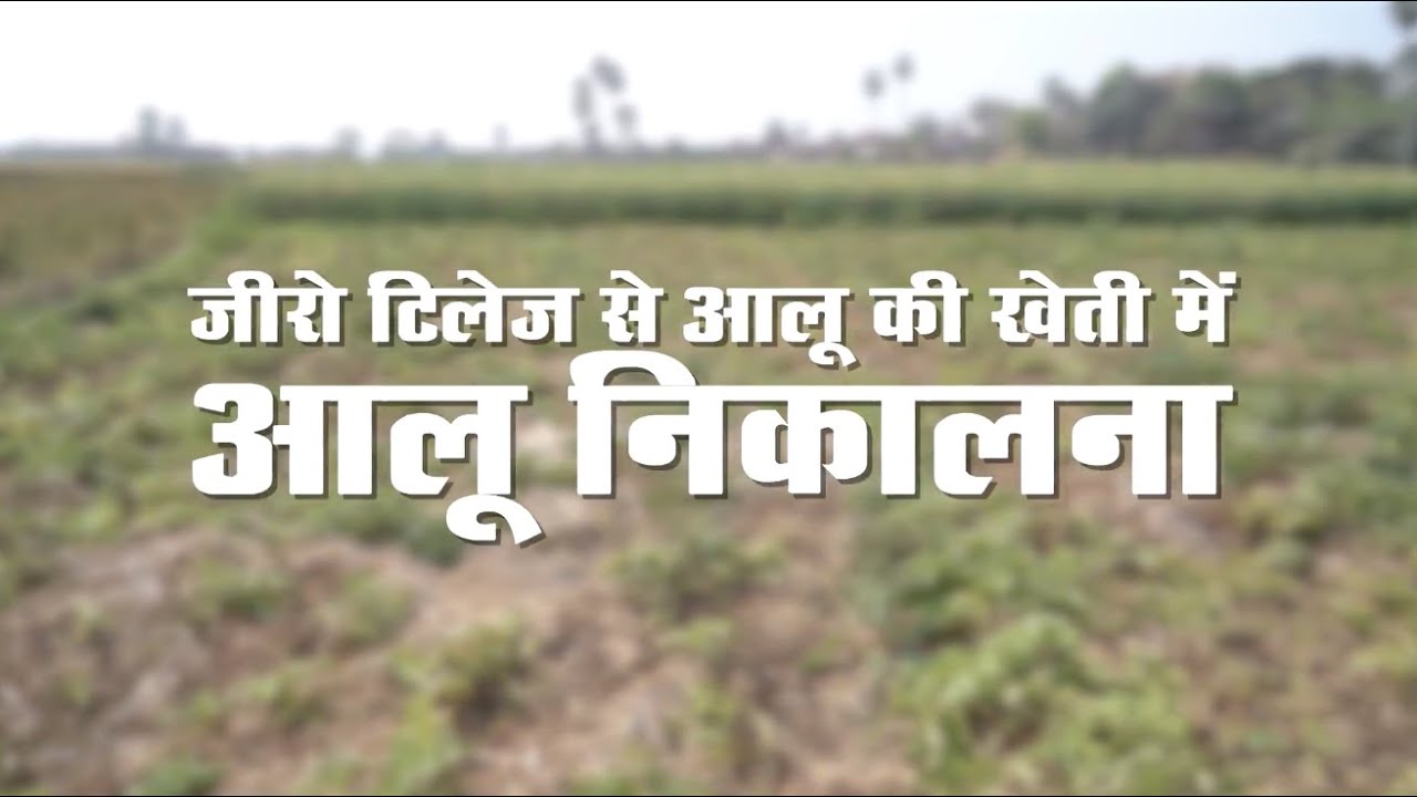Potato Harvesting - ज़ीरो टिलेज से आलू की खेती में आलू निकालना