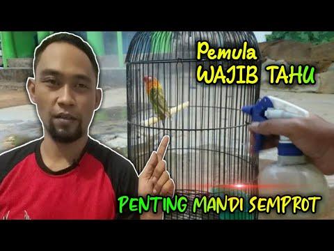 Video: Tips Mandi untuk Lovebirds