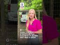 GOATS 'MOWING' ALVIN RIDLEY'S HOME