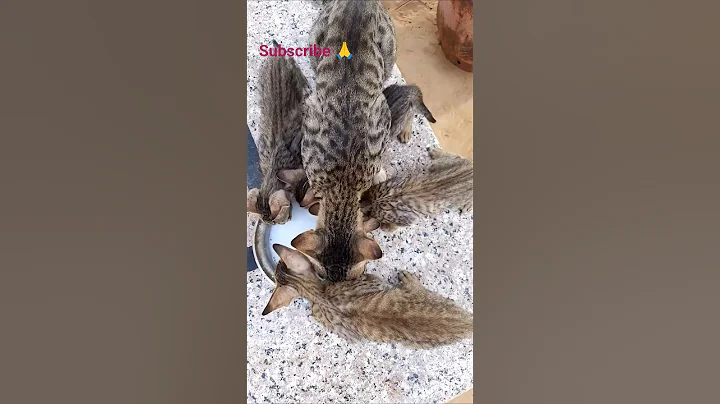 Video 11442581: cat cute kittens adorable, cat kitten cute baby, cute kitten eating, cute kitten sleeping