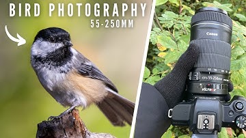 Forest Bird Photography - Canon EF-S 55-250mm Lens | Photo Walk