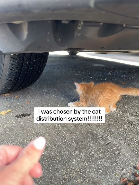 Woman Rescues Cat From Street - 1540299