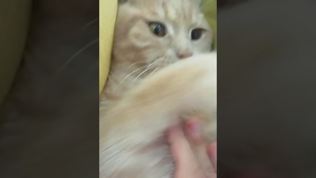 KEDİ LATTE ÇOK SİNİRLİ. YouTube