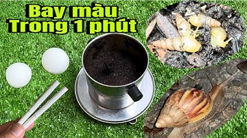 Cách Tiêu Diệt 100% Ốc Sên Ốc Ma Trong Một Phút Nhanh Gọn Hiệu Quả Từ Mọi Thứ Bỏ Đi