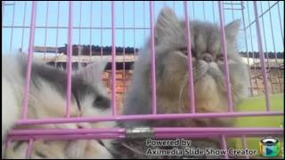 PAS BAND - SINGO MENGGOLO