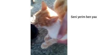 Kedimiz Alexa Ile Takılıyoruz (Günlük Hayattan Kesitler)