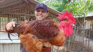 Testando os novos Galos reprodutores 🐓