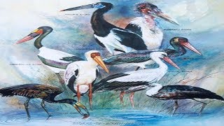 All Stork Species  Species List