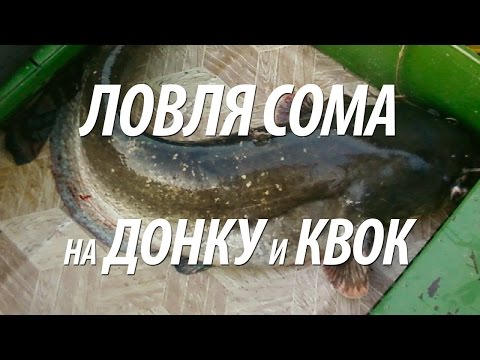 КАК ЛОВИТЬ СОМА НА РЕКЕ. РЫБАЛКА В БЕЛАРУСИ НА СОМА ДОНКОЙ И С КВОКОМ КАК ЛОВИТЬ СОМА НА РЕКЕ. РЫБАЛКА В БЕЛАРУСИ НА СОМА ДОНКОЙ И С КВОКОМ
