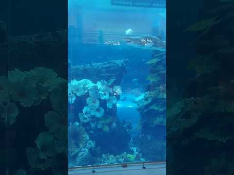 Dubai Aquarium Tank:** One of the world’s largest suspended aquariums (10 million liters of water)