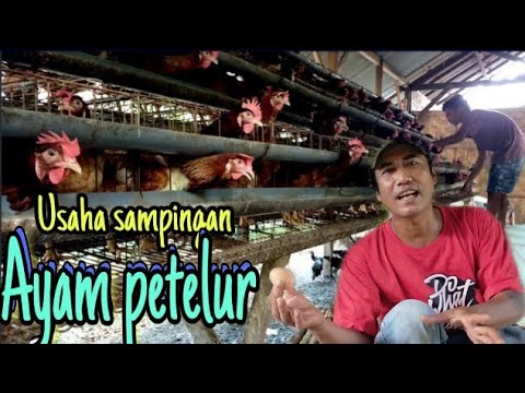 PELUANG USAHA SAMPINGAN | ayam petelur - YouTube