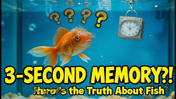 Do Fish Forget After 3 Seconds? The Truth Revealed!