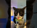PORQUE LOS GATOS SON MEJORES!